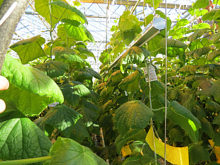 Светодиодный светильник ДСП 12-100-203 Фито Лайт