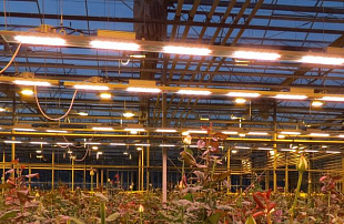 Серия ДСП 203 Фито Лайт