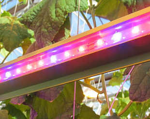 Серия ДСП 203 Фито