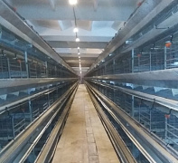 Светодиодное освещение клеточного содержания бройлеров