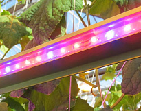 Серия ДСП 203 Фито