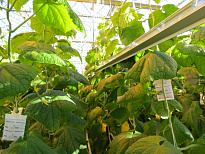 Светодиодный светильник ДСП 12-100-203 Фито Лайт