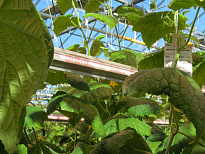     Светодиодный светильник ДСП 12-400-203 Фито Лайт